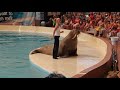 Walrus show, Troy Dolphinarium, Turkey