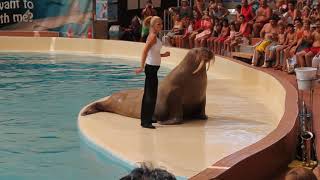 Walrus show, Troy Dolphinarium, Turkey