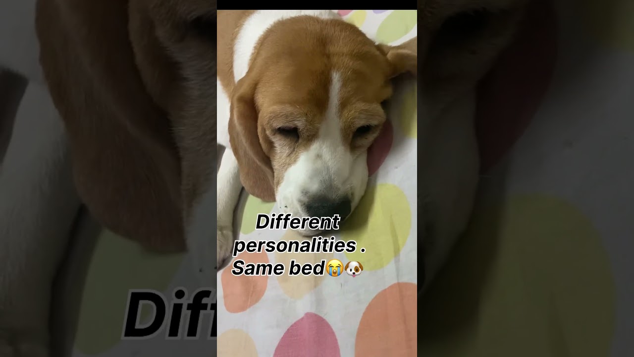 They stole my bed again 🥹🐶 