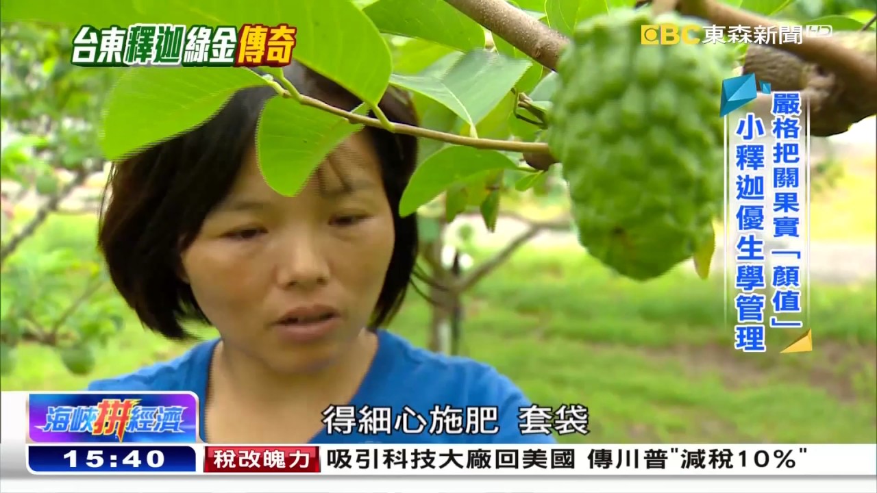 福建姑娘台東種釋迦 翻轉命運變富農《海峽拼經濟》