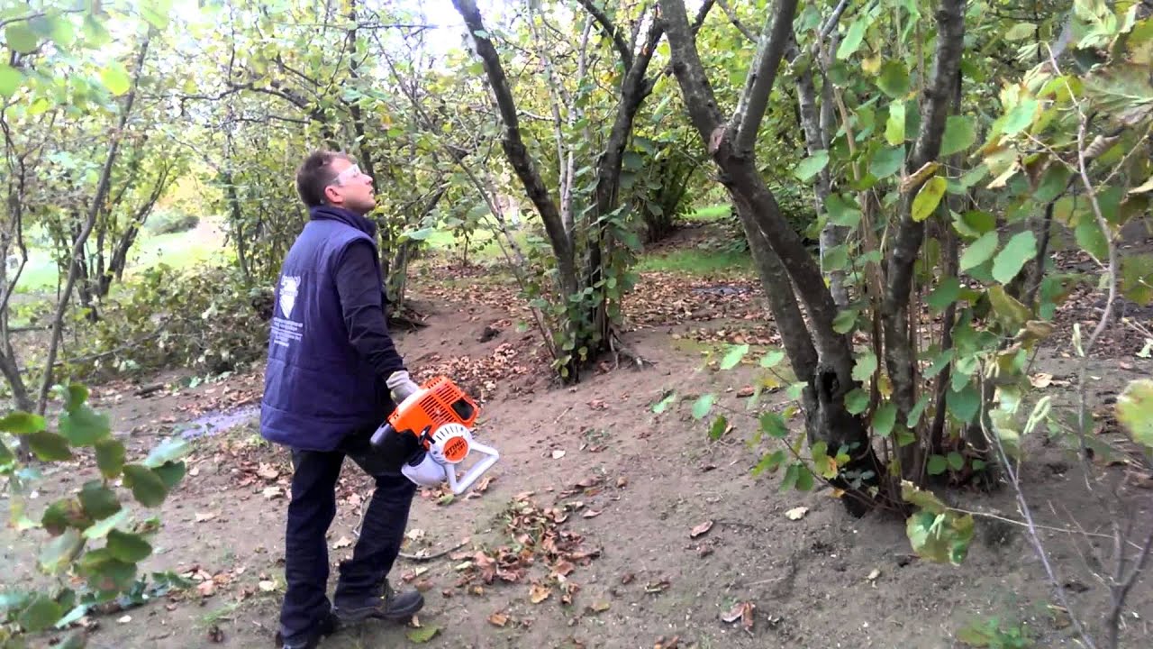 Motosega telescopica