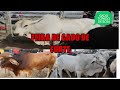 FEIRA DE GADO DE CAPOEIRAS PE   DIA 12.03.21