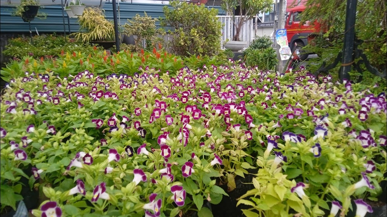 මල් පැල ගන්න දළුගම කැලණිය මල් තවන..#flowerplants #floweringplants #houseplants #floweringshrubs 
