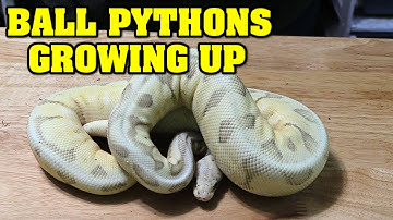 Who is getting BIGGER?  Our ball pythons are growing UP!