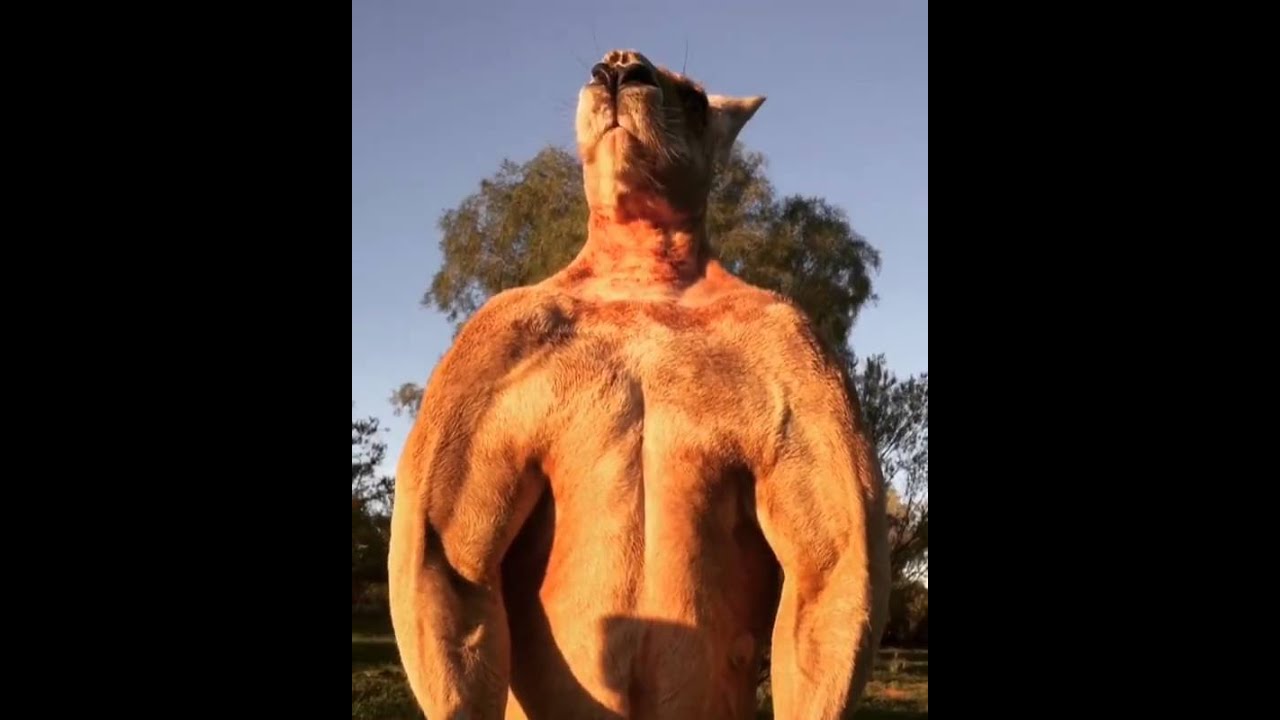 Viral Video Uk Kangaroo Flexes Pecks Youtube 