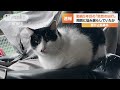 飼い主の原付を占拠しバイトを遅刻させる#Shorts