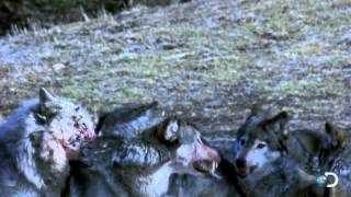 Wolves of Yellowstone | Curiosity: X-Ray Yellowstone