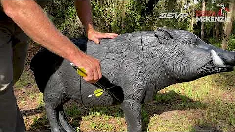 Shot Placement On Hogs