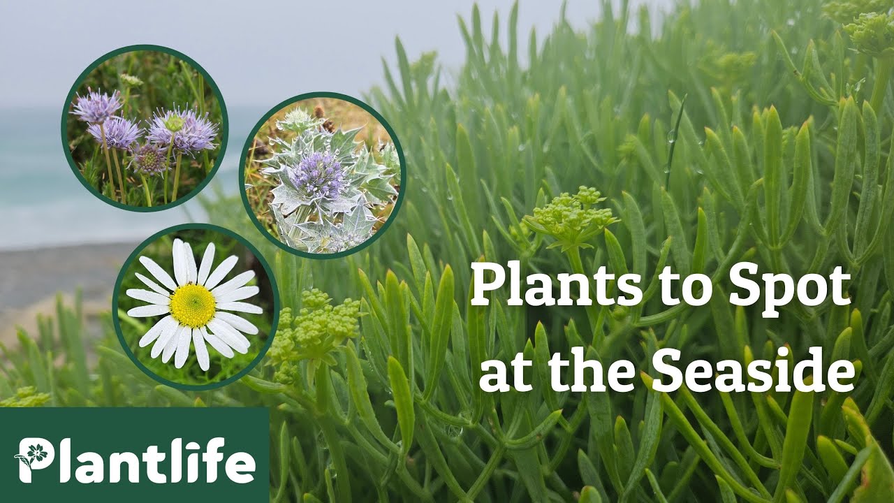 Plants to spot at the seaside