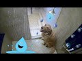 Golden Retriever Gets First Shower!