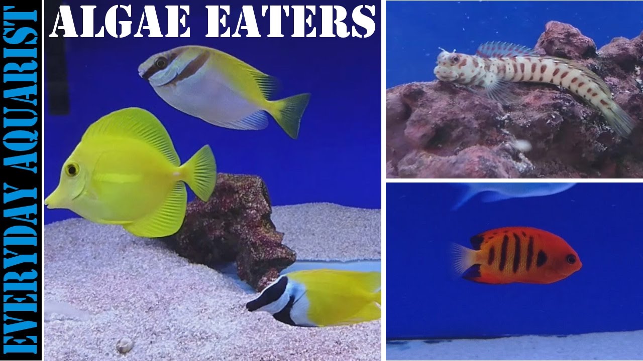 Best Marine Saltwater Algae Eating Fish 