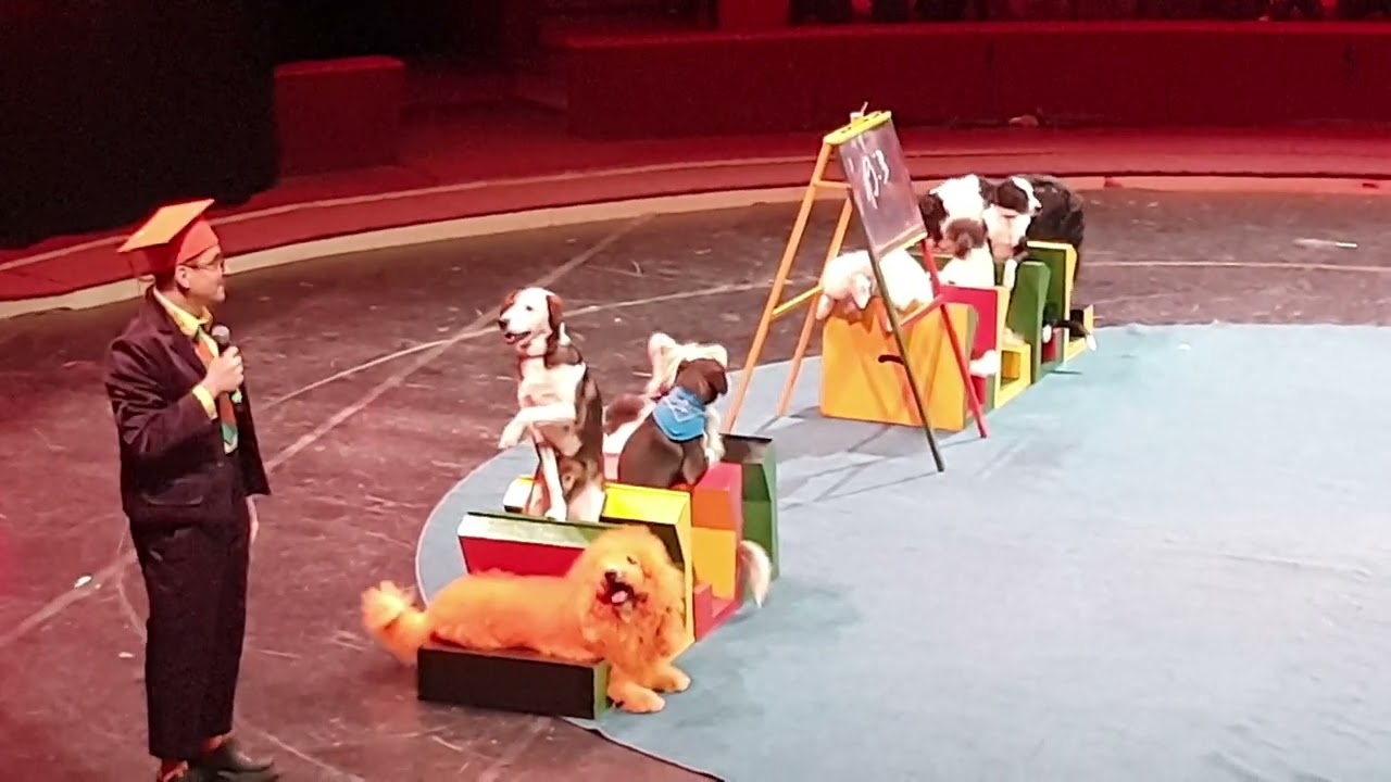 Fővárosi Nagycirkusz TAVASZVÁRÓ FESZTIVÁL- Mihail Nyikolajevics Ermakov – kutyaszám