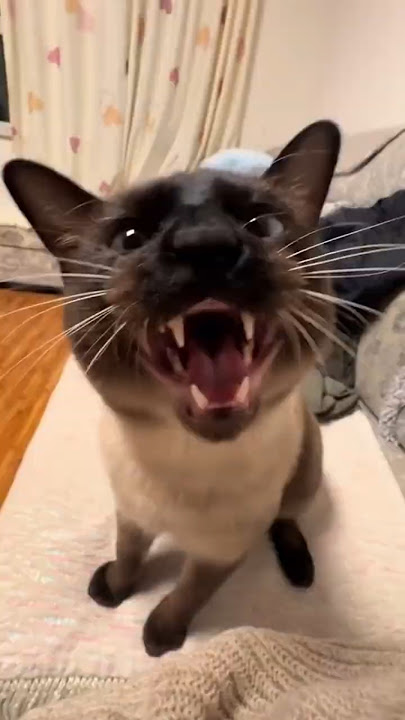 He Might Be The Angriest Cat Ever 😂