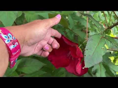 Video: Swamp Hibiscus Care - Tips för att odla rosenmalvaväxter