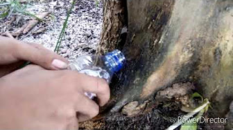 Mematikan Pohon Youtube