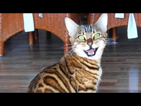 bengal-cats-scream,-chirp-and-meow-very-loud!