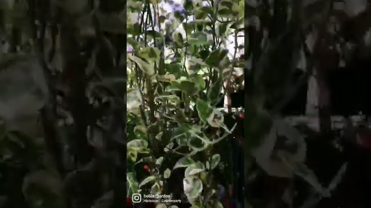 My longest hanging plants, epipremnum pinnatum n'joy and epipremnum