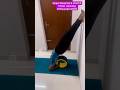 👍Deep upper &amp; chest opening using yoga wheel with wall support #youtubeshorts#yoga #viralvideo