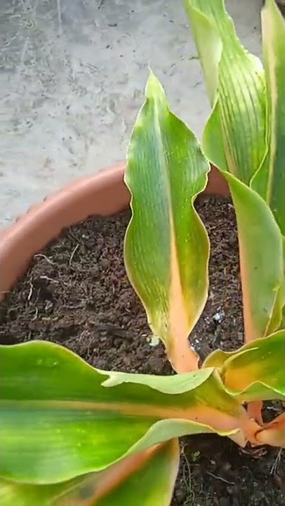 Aglaonema Orange Stem Mandarin #fyp #viral