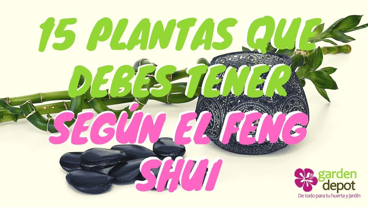 Las plantas que debes tener en casa, según el Feng Shui