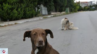 I spent a month around a pack of stray dogs  this is what I learned