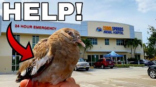 TAKING ABANDONED & INJURED BIRD to LOCAL ANIMAL HOSPITAL! *Bunny Rescue*