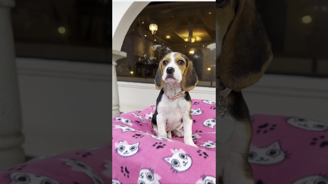 Innocent Dog Eyes That Melt Your Heart 🐶❤️ | Animal Lover Shorts#shorts#animal#animallove#love