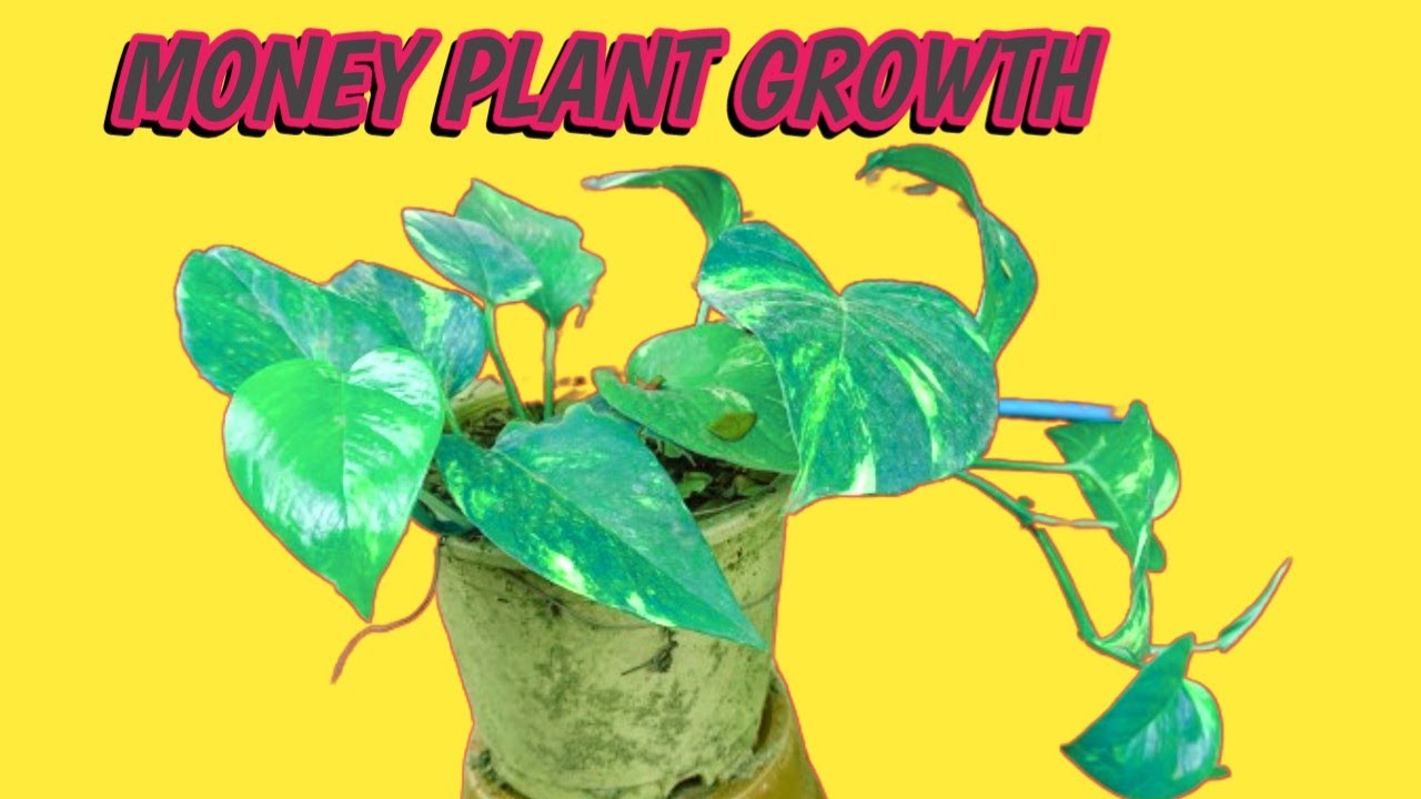 MONEY PLANT GROWTH / MONEY PLANT CARE YouTube