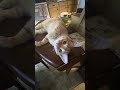 Cheese favorite spot.Aloha #orangetabby #cat #catbreed #kitten ##tabbykitten#cheeseadventurekitty