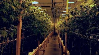San Bernardino grappling with how to deal with new marijuana laws | ABC7