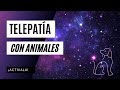 😻🐶 Hablá con tus mascotas telepáticamente 🤩 - Telepatía con animales
