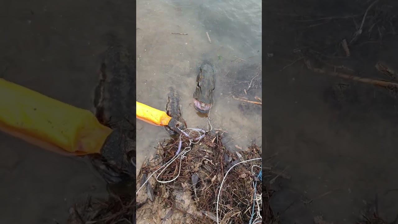 Turna Balığı Avı Kızılırmak Köprüköy... 