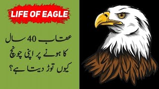Life of Eagle in Hindi/Urdu 🦅✨ | RHN Library