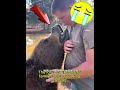 This poor little bear had no family… until kindness changed everything