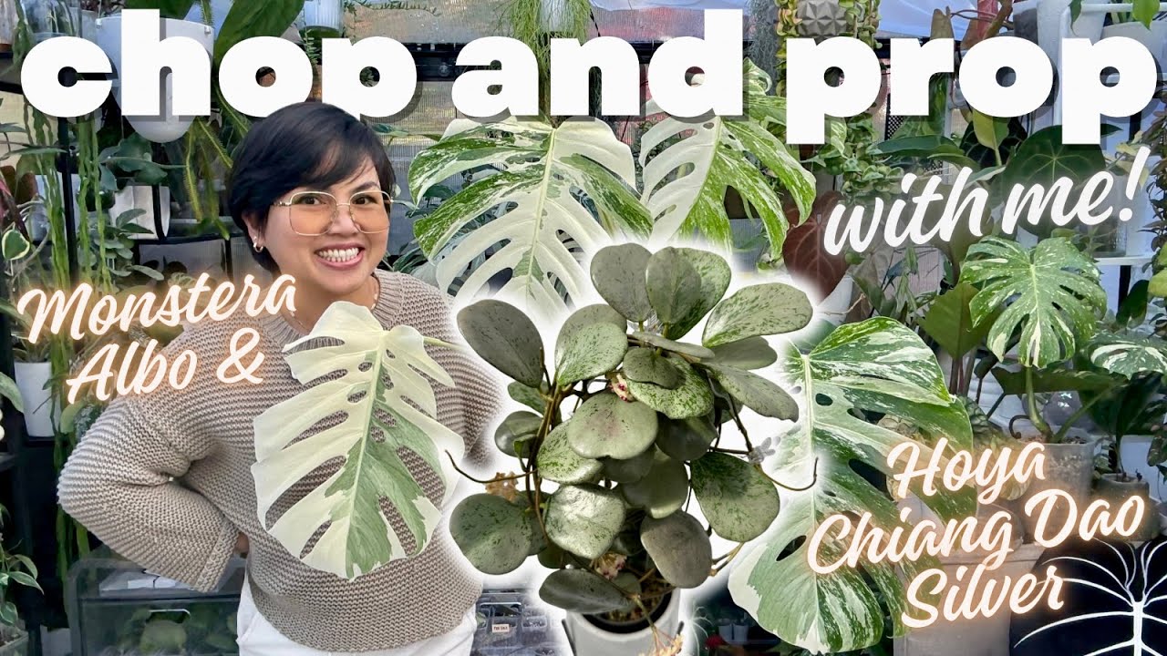 The Long-Awaited Chop ✂️ Monstera Albo & Hoya Chiang Dao Silver | Cozy Greenhouse Vlog