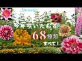 花 はな Hana 今年咲いたお花68種類すべて集めました 映像に残っているけど出すチャンスがなかったお花など次々に流れます ガーデニング 花 はな Hana 今年咲いたお花68種類すべて集めました 映像に残っているけど出すチャンスがなかったお花など次々に流れます ガーデニング