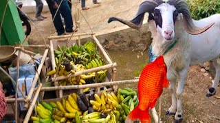 Pernikahan Unik & viral Bawa domba Di kalung Ikan Mas Hidup Di Kampung Cihanjuang Limbangan Garut