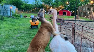 Kangaroo vs Rhea (Solar Eclipse Edition) by The Urban Rescue Ranch 561,448 views 3 weeks ago 11 minutes, 3 seconds