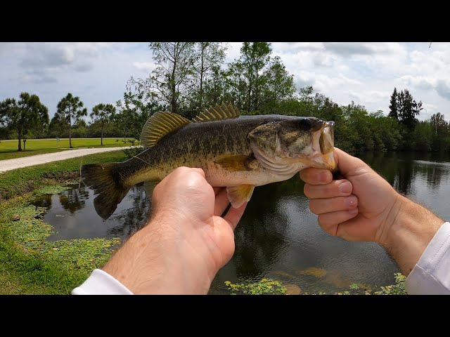 Saltwater Fisherman Catches FIRST EVER Largemouth Bass 