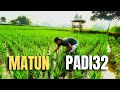 WAKTU JOSS ‼️ MATUN PADI JENIS INPARI 32 #petanipadi #sawah
