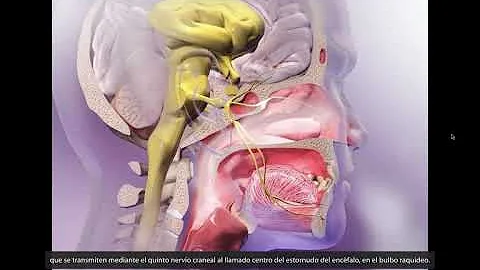 ¿Cuál es el estornudo más largo?