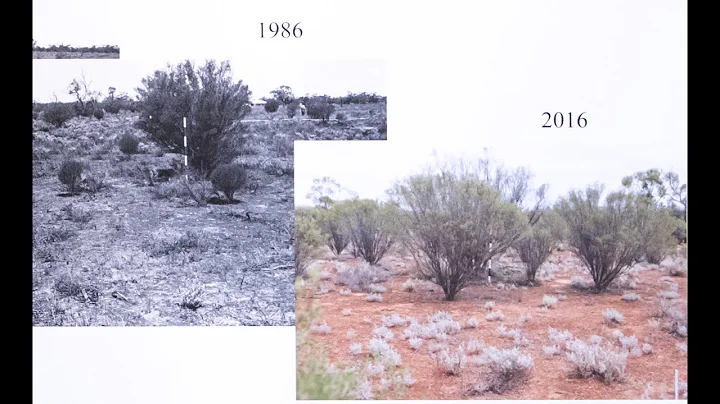 Recovery from overgrazing in arid ecosystems. 90 y...