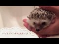 ハリネズミつゆの大あくび