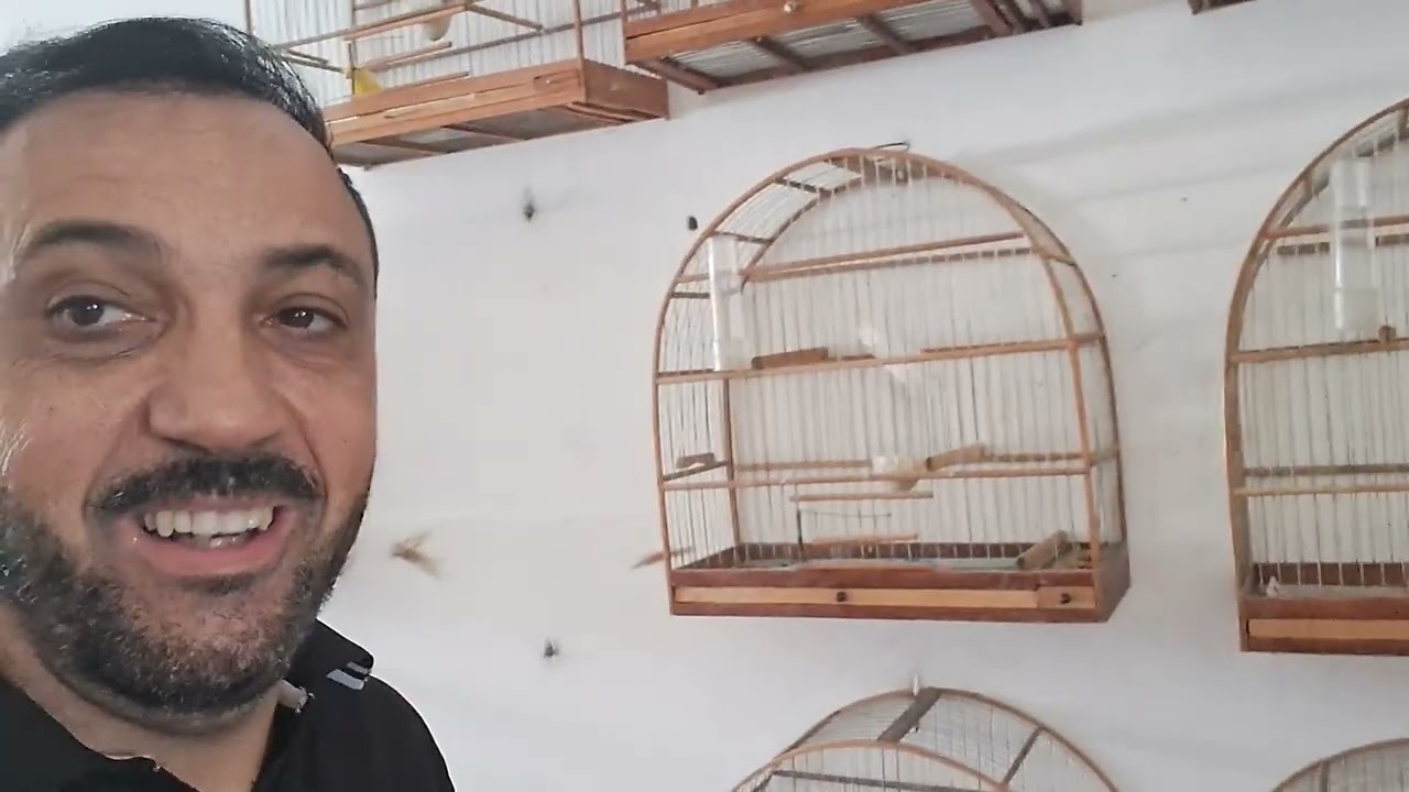 BORA CRIAR CANÁRIO BELGA,  PÁSSARO 100% DOMÉSTICO 