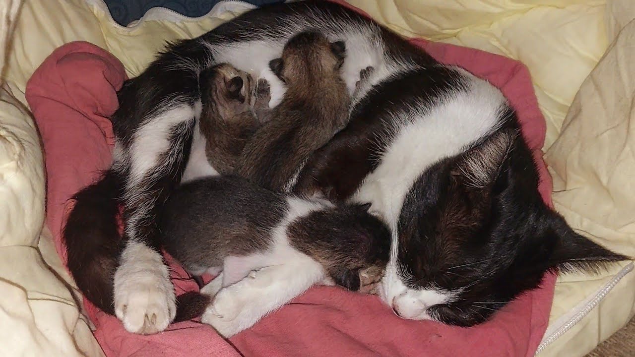 Cute kittens funny compilation || kittens eating milk #catvideo #animals #funnyanimals #kitten 