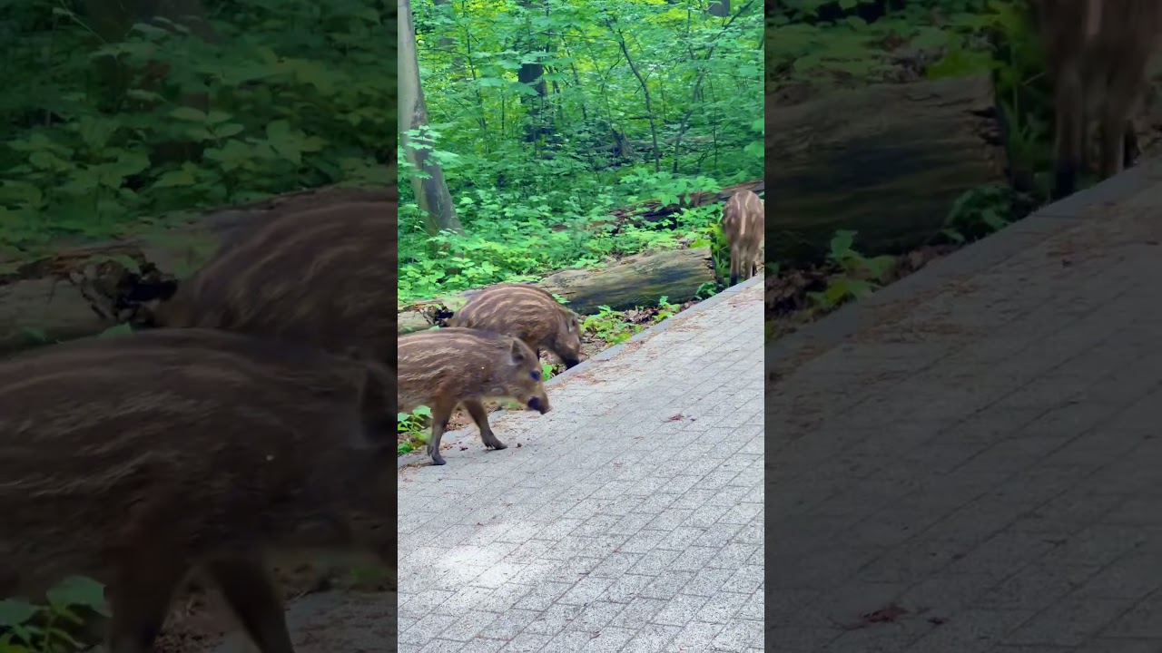 Dzika natura – dzika prawda