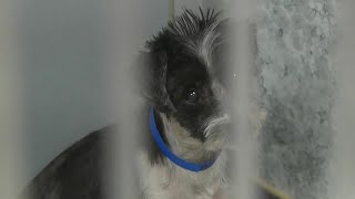 Schnauzers rescued from puppy mill in southwestern Colorado