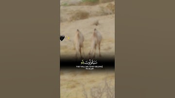 راحة البال ✨ القران الكريم تفاعل اجر لي ولك 🤍