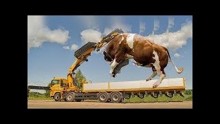 التكنولوجيا الذكية الذكية الحديثة تربية الأبقار الحلوب والنقل ، ضخمة الثور الجاموس