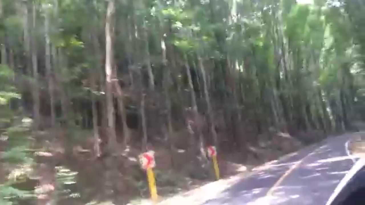 beautycon Bilar Man Made Forest Bohol Drive by HourPhilippines.com